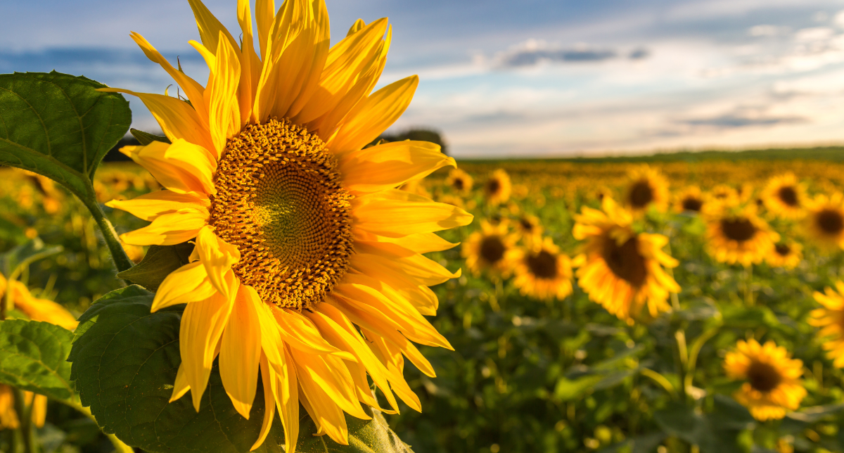 Close up of a single sunflower in the foreground, with a field of sunflowers stretching into the distance under a blue sky.