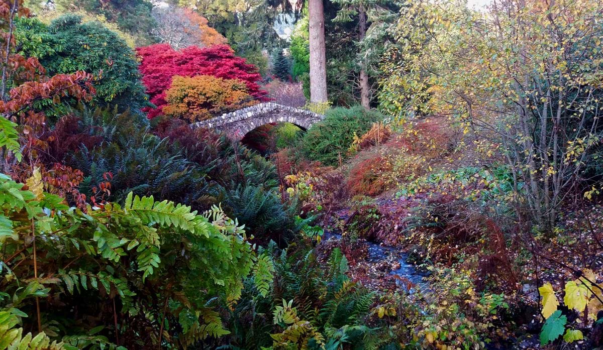 A bridge surrounded by trees with Autumnal colours