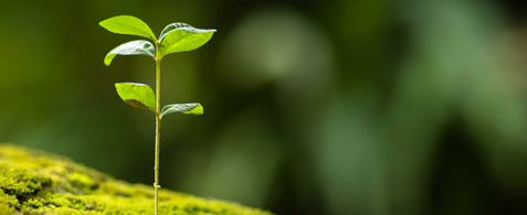 A small green shoot grows from a mossy surface