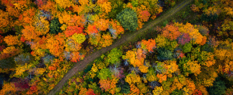 An overhead view of autumnal treetops 