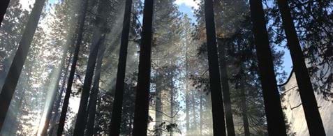 Photograph of sunlight through trees in a forest